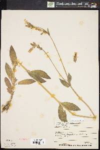 Silene latifolia image