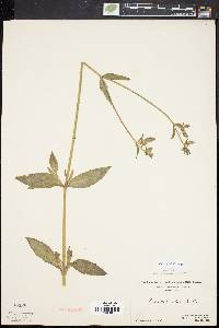 Silene latifolia image