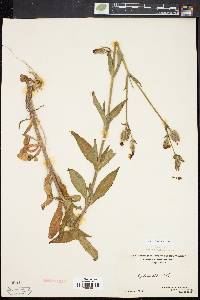 Silene latifolia image