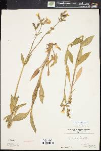 Silene latifolia image