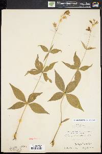 Silene stellata image