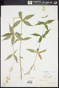 Silene stellata image