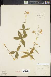 Silene stellata image