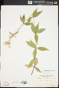 Silene stellata image