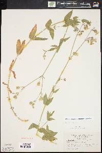 Silene vulgaris image