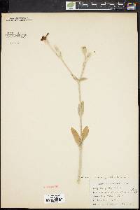 Silene coronaria image