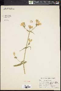 Silene latifolia image