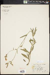 Silene latifolia image