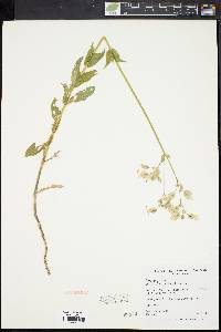 Silene vulgaris image