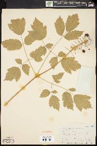 Actaea rubra image