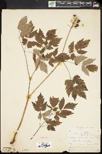 Actaea rubra image