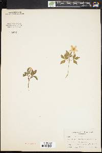 Anemone quinquefolia image