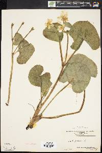 Caltha palustris image