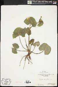 Caltha palustris image