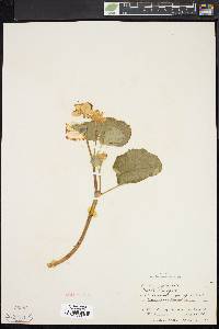 Caltha palustris image