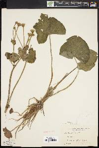 Caltha palustris image