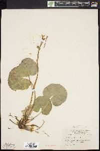 Caltha palustris image