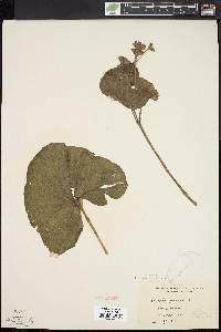 Caltha palustris image