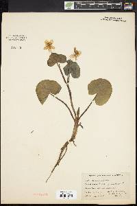 Caltha palustris image