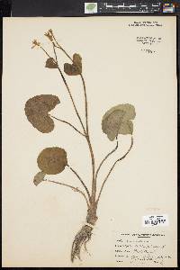 Caltha palustris image