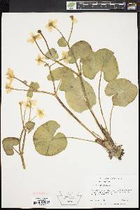 Caltha palustris image