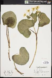 Caltha palustris image