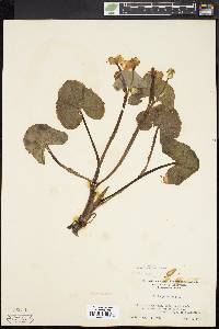 Caltha palustris image