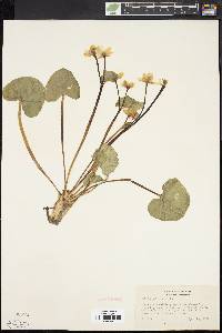 Caltha palustris image