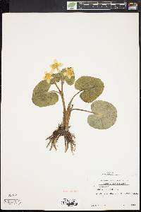 Caltha palustris image