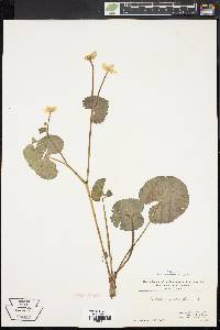 Caltha palustris image