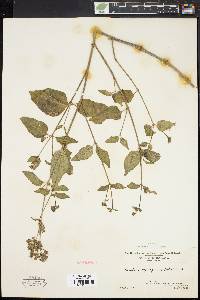 Mirabilis nyctaginea image