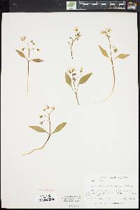 Claytonia caroliniana image