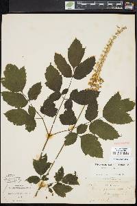 Actaea racemosa image