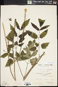 Actaea racemosa image