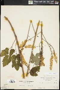 Actaea racemosa image