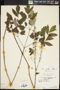 Actaea racemosa image