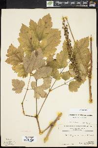 Actaea racemosa image