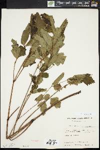 Actaea racemosa image