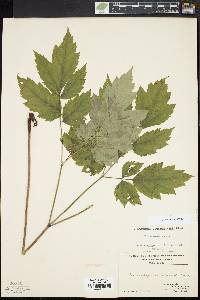 Actaea racemosa image