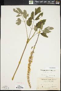 Actaea racemosa image