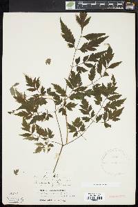 Actaea racemosa image