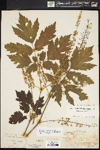 Actaea podocarpa image