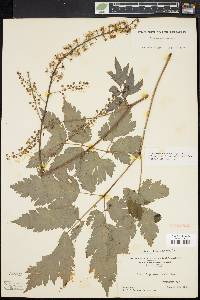 Actaea podocarpa image