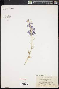 Delphinium ajacis image