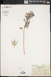 Delphinium ajacis image