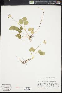 Coptis groenlandica image
