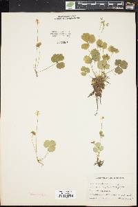 Coptis groenlandica image