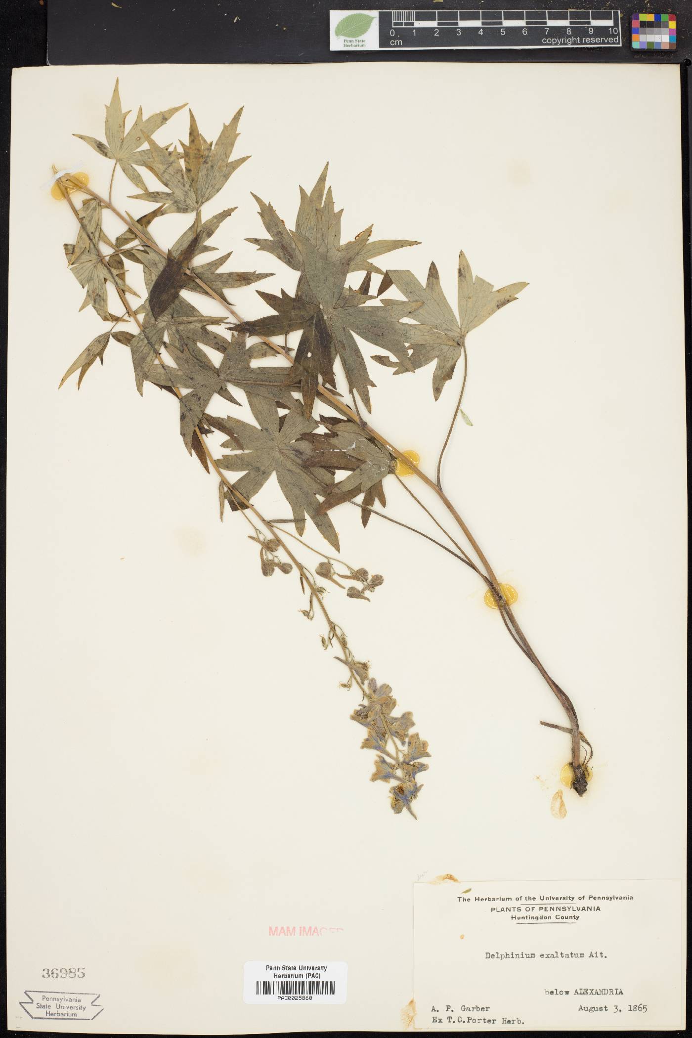 Delphinium exaltatum image