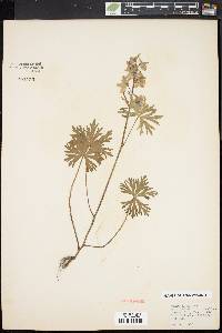 Delphinium tricorne image