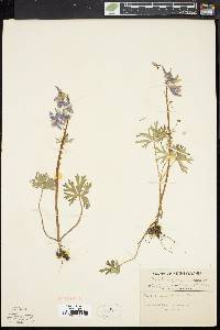 Delphinium tricorne image